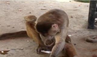 北京动物园有热水吗 北京动物园猴子抱团取暖